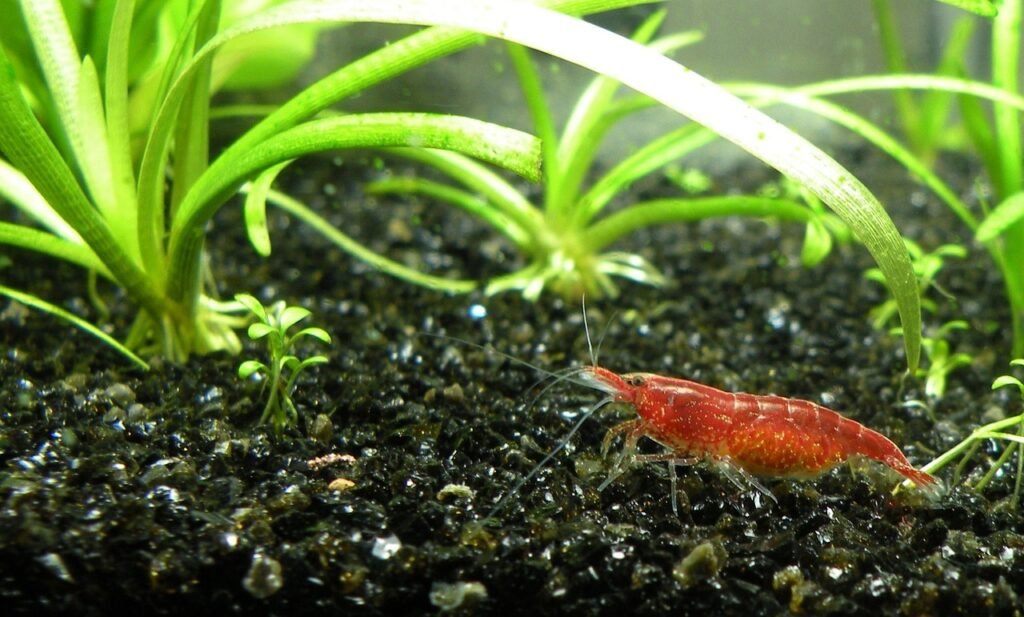 How Many Cherry Shrimp In 5 Gallon Maximize Your Tank s Potential how-many-cherry-shrimp-in-5-gallon-maximize-your-tank-s-potential