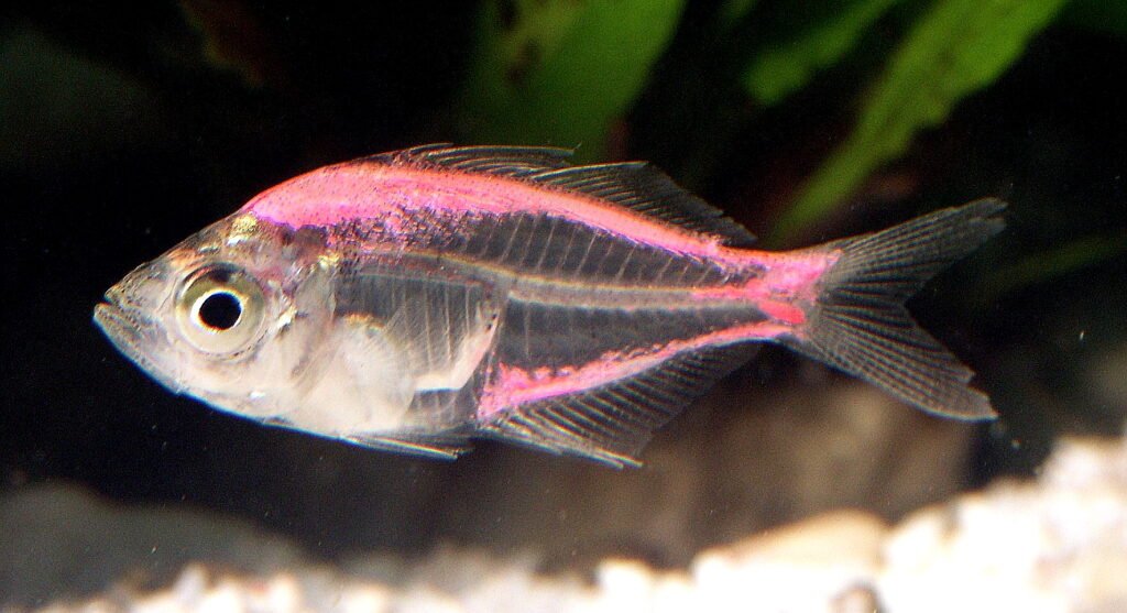 Neon Glass fish