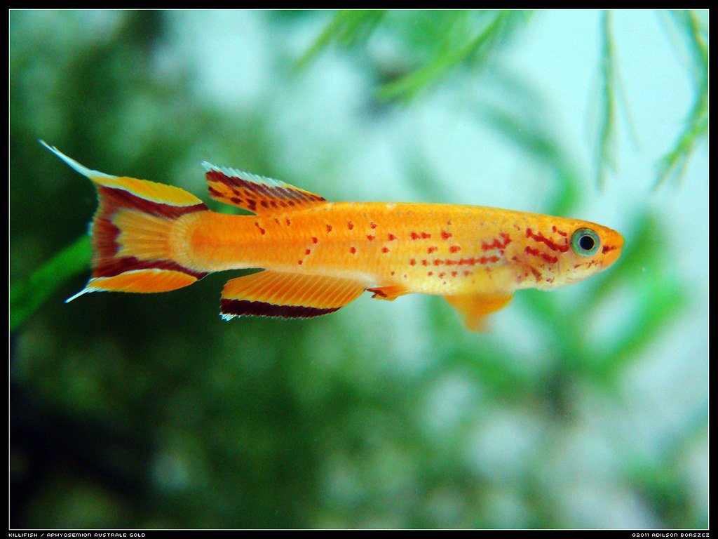 Killifish Care