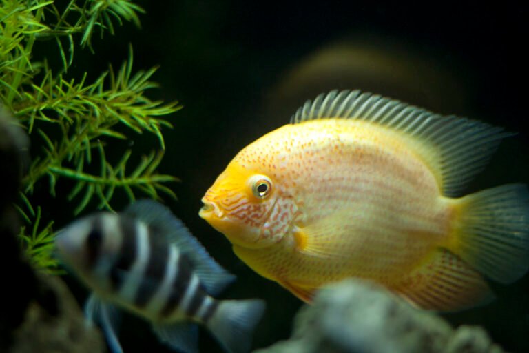 The Regal Severum: A Complete Guide for Beginner Aquariums 1 Severum