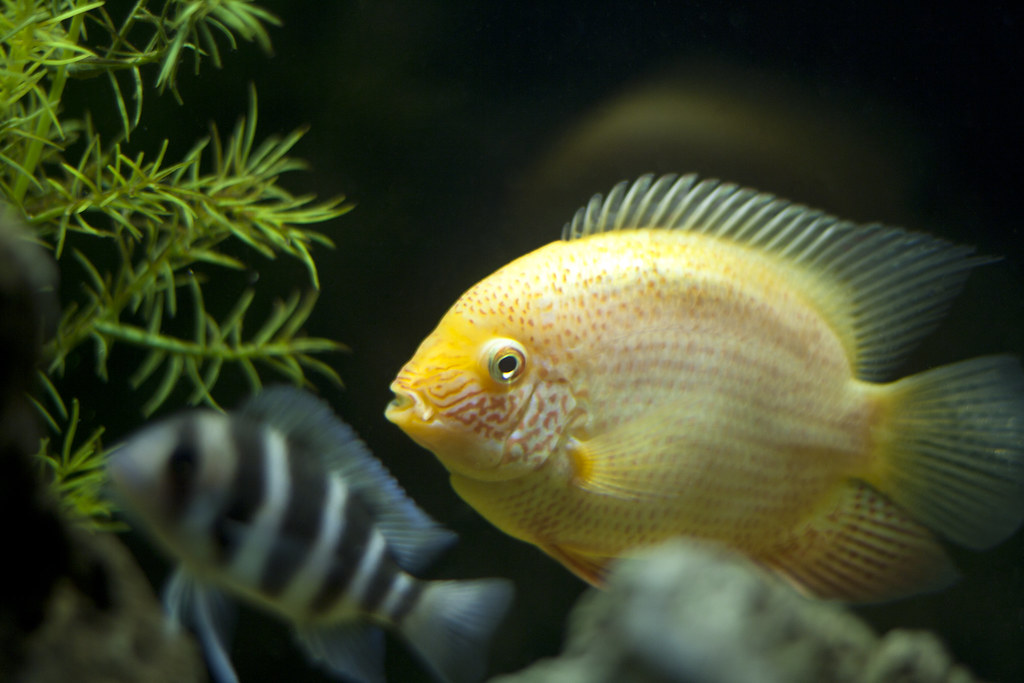 Severum