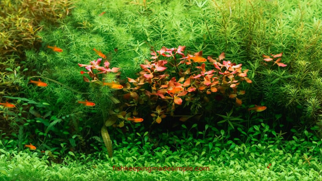 The 10 best carpet plants for aquarium