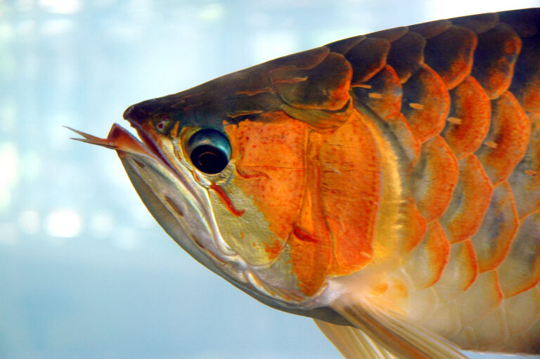 Arowana Care