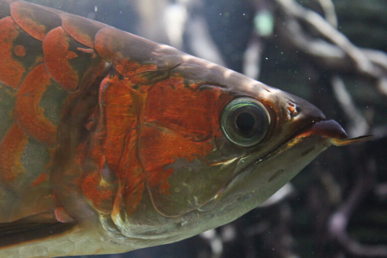 Arowana Fish