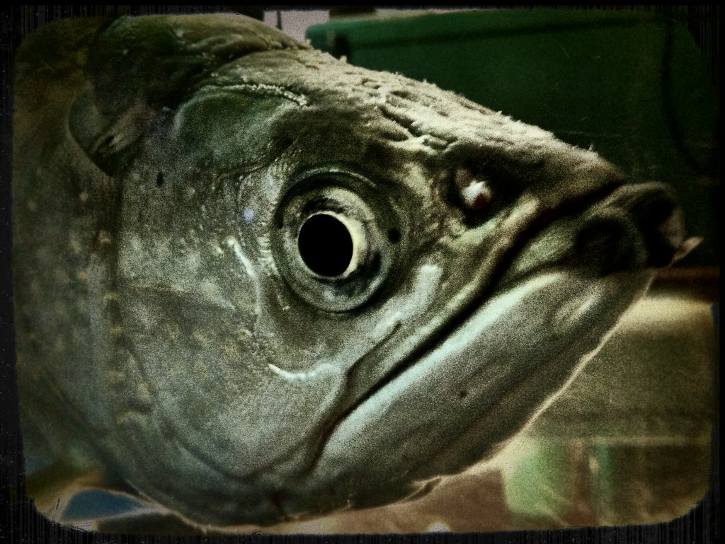 Common Health Issues in Arowana Fish