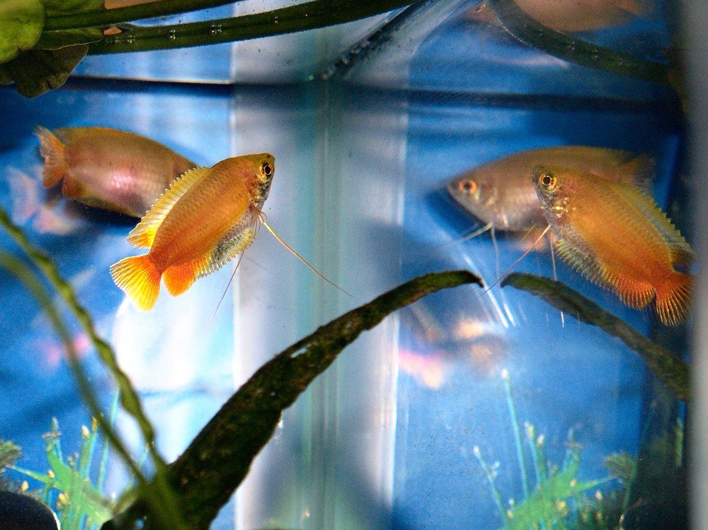 honey gourami