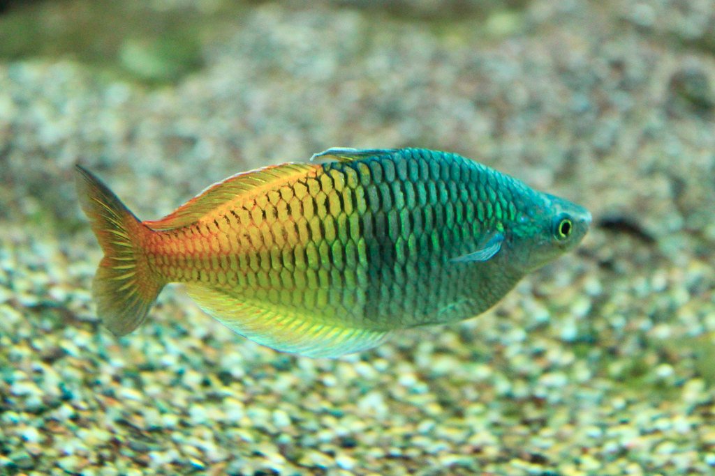 Rainbowfish care