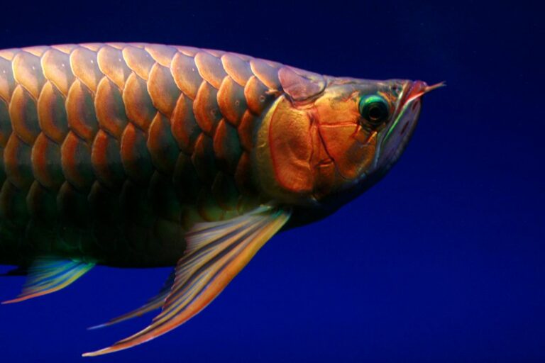 Arowana Fish Lifespan and Growth