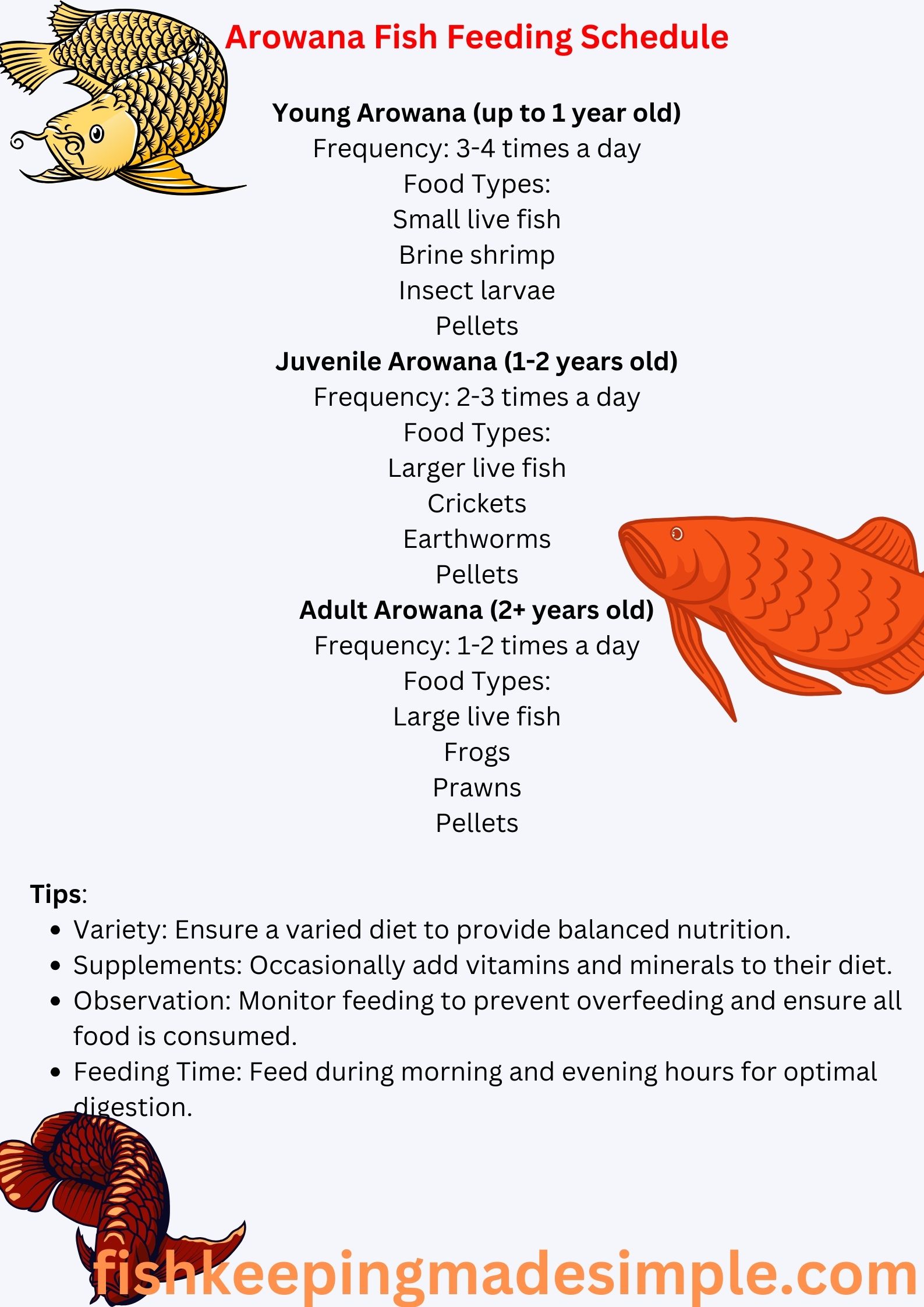 Arowana Fish Feeding Schedule