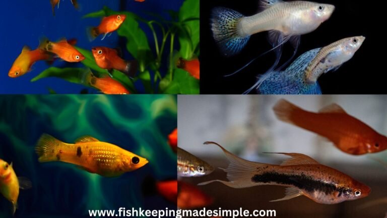 Freshwater fish for hard water