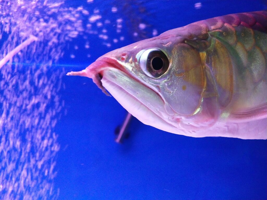 Arowana Diet