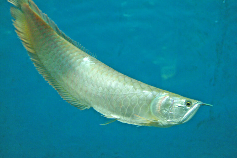 Feeding Arowana Fish