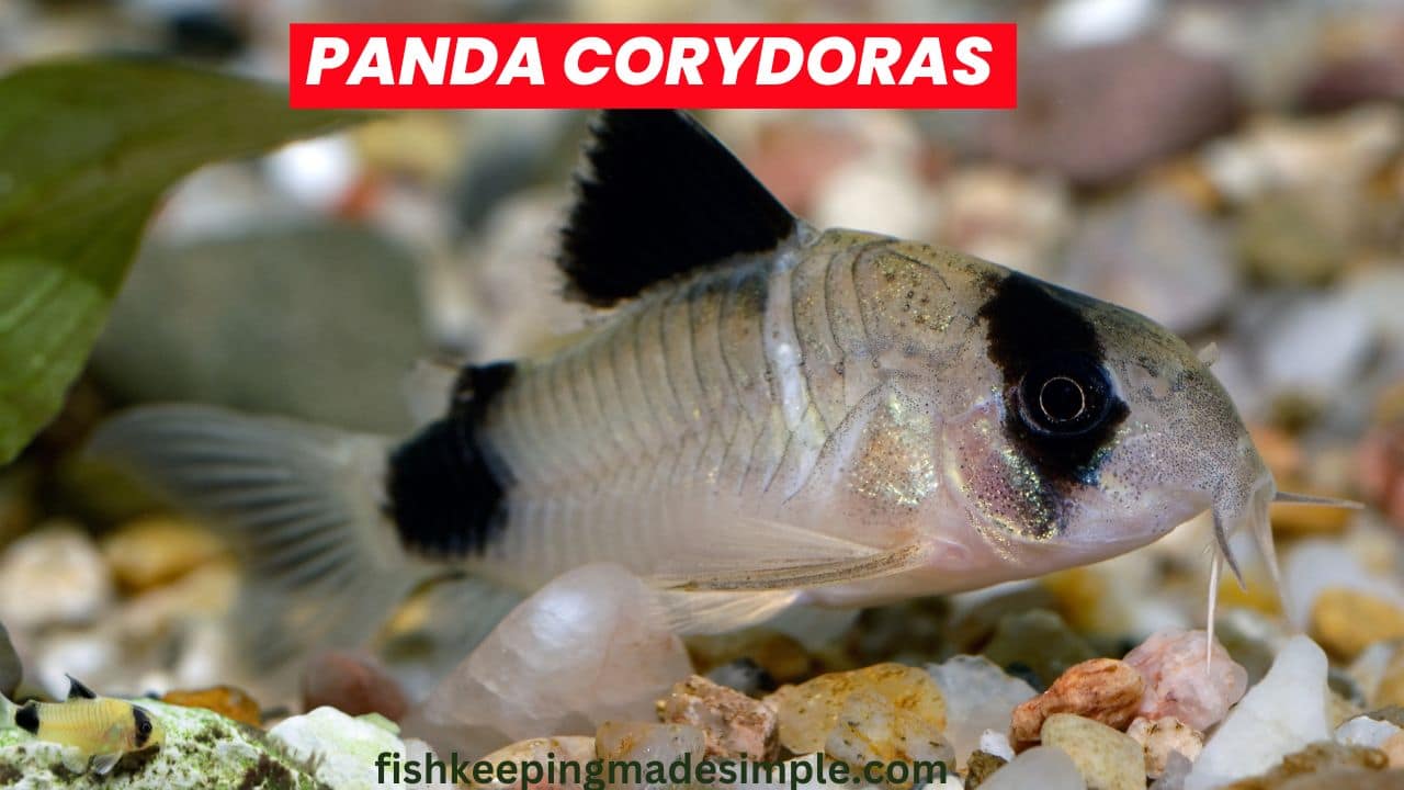 panda corydoras