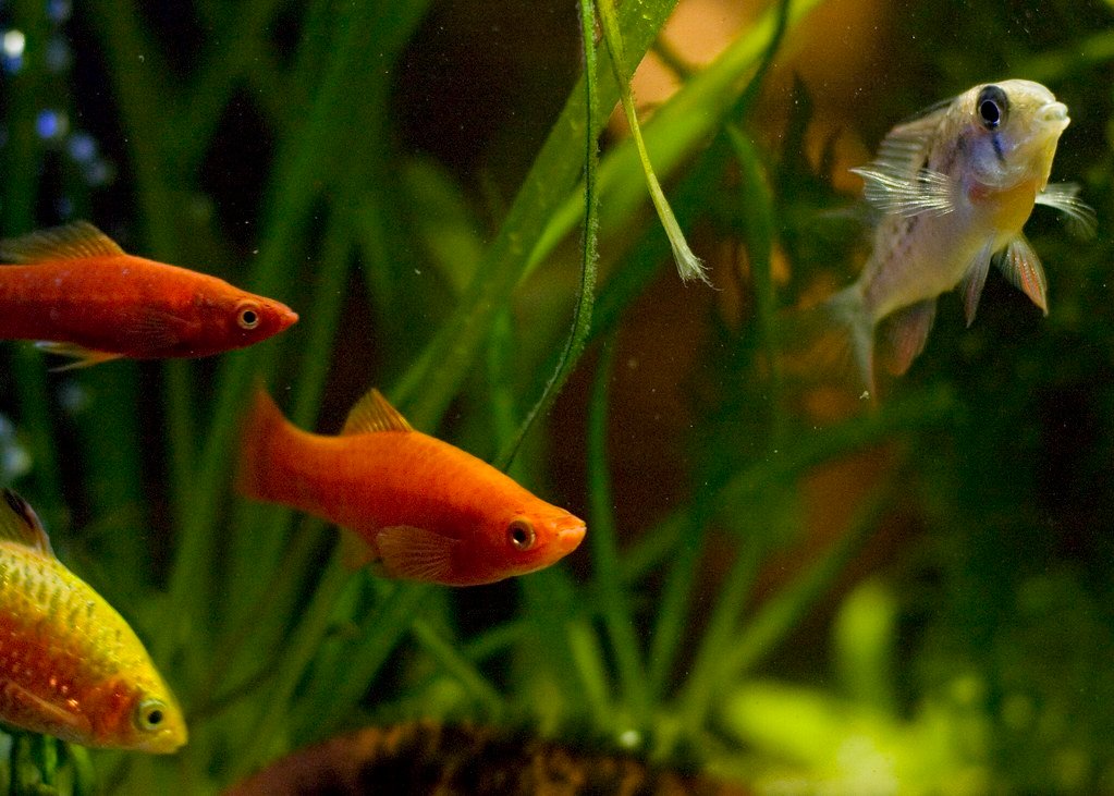 Platyfish and Bolivian Rams