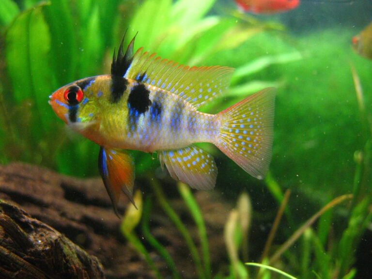 german blue ram breeding