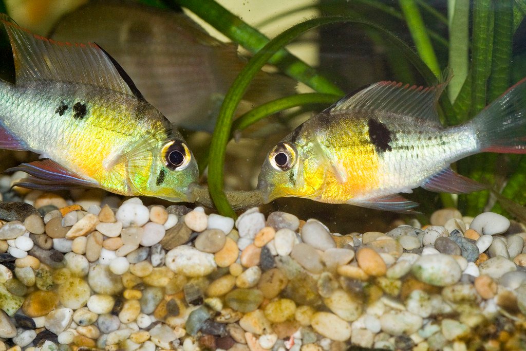 bolivian ram breeding tips