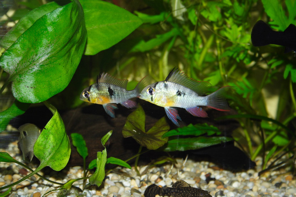 Bolivian Ram Breeding: Tips for Successful Spawning
