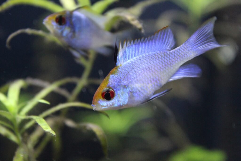 electric blue ram tank setup