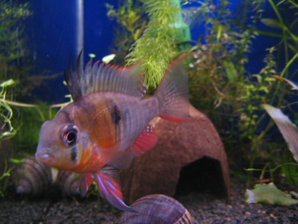 Bolivian ram egg care