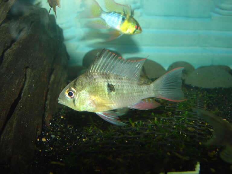 bolivian ram cichlid