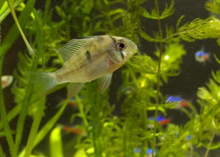 Bolivian Ram Tank Mates