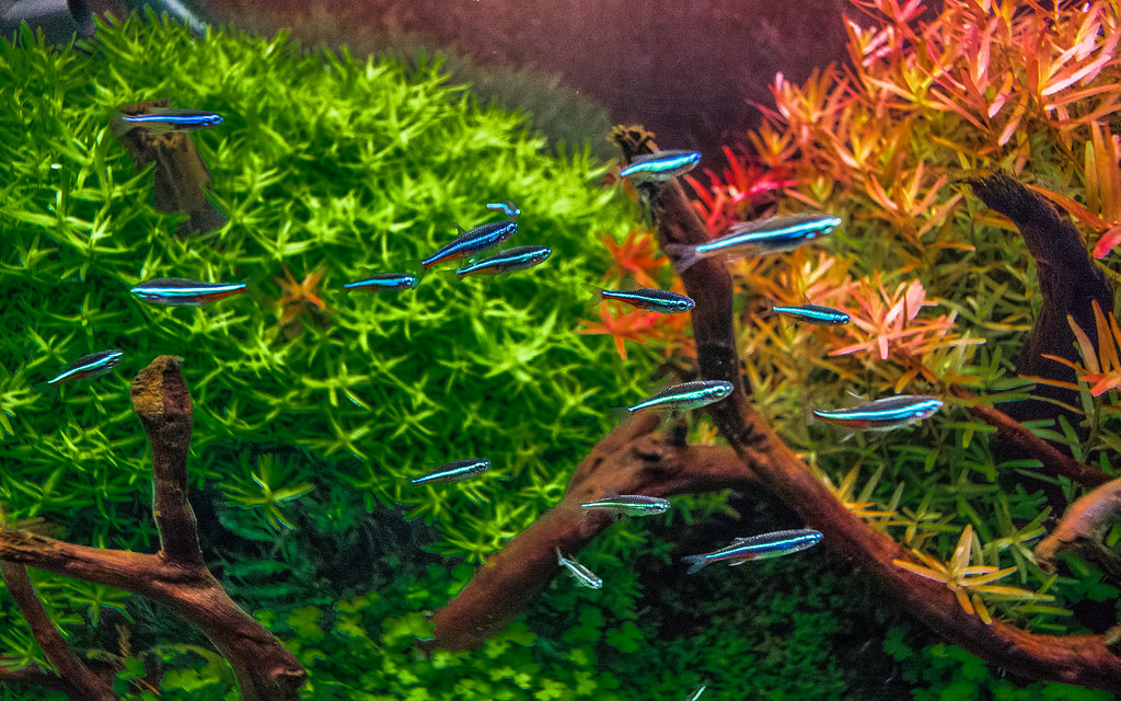 Green Neon Tetra