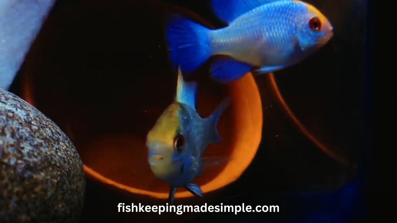 Breeding Electric Blue Rams