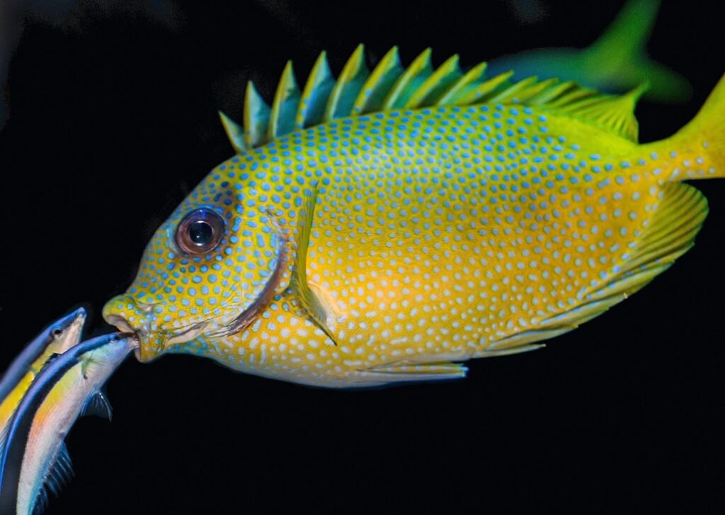 wrasse species