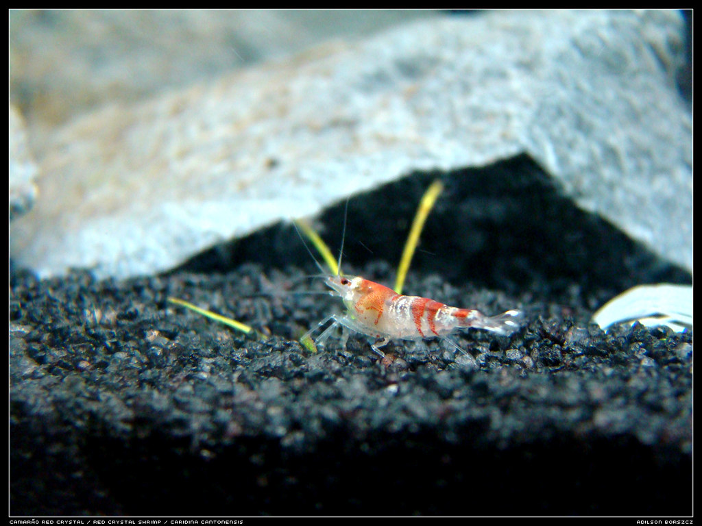 balanced diet for Caridina shrimp