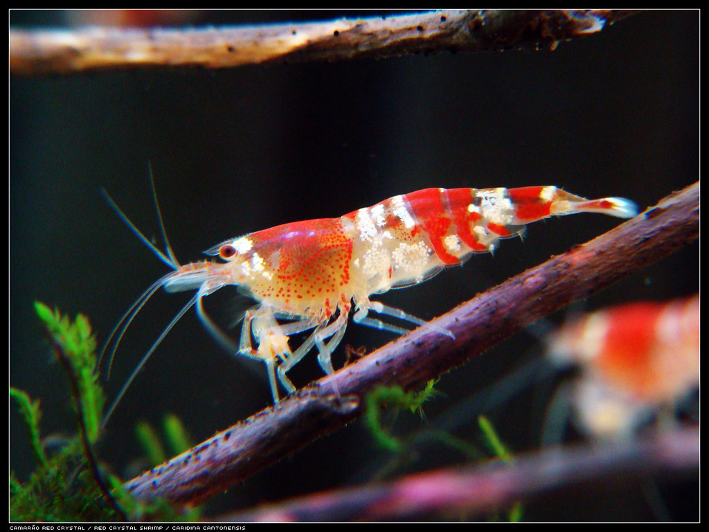 Caridina Shrimp Tank Maintenance