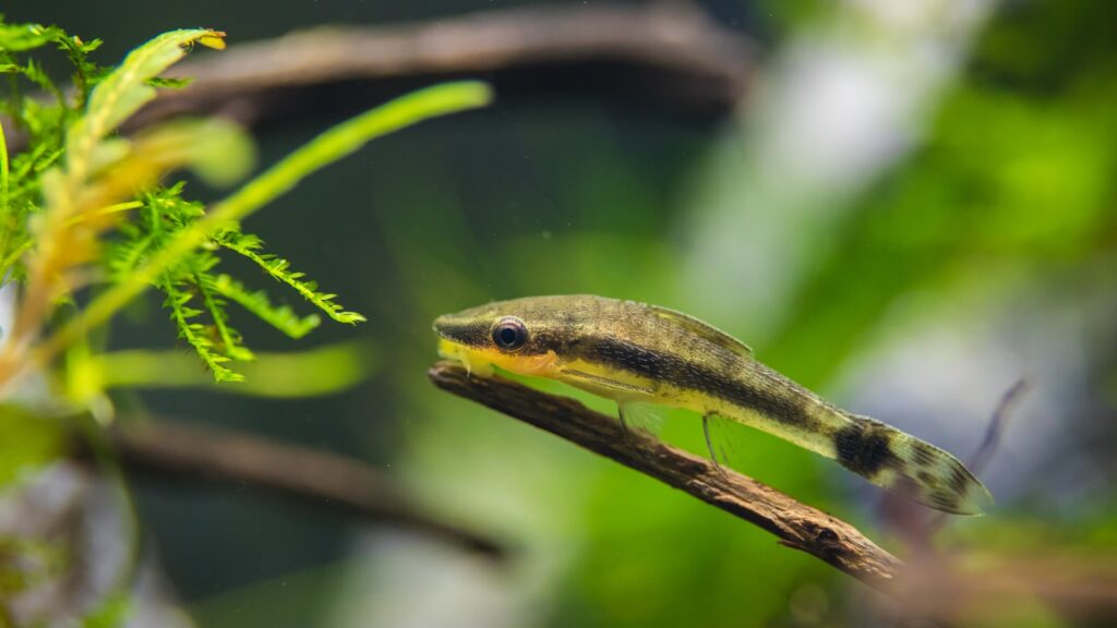 Can Otocinclus Live Alone