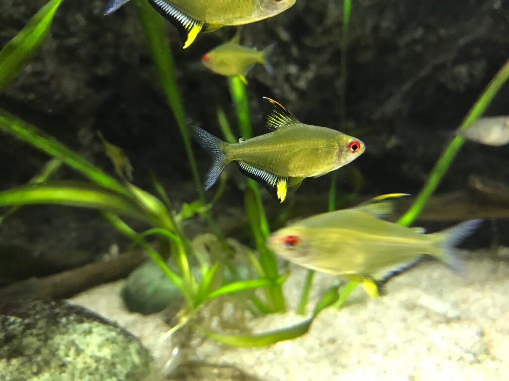 Lemon tetra