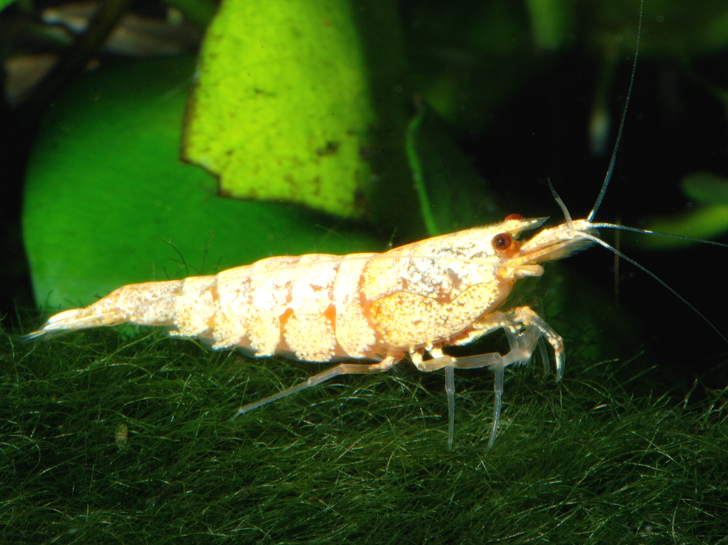 Caridina Shrimp Breeding Process