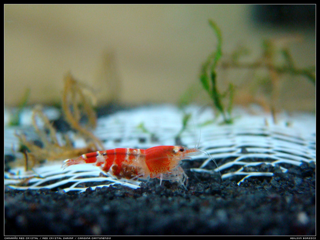 Reverse Osmosis water for Caridina shrimp