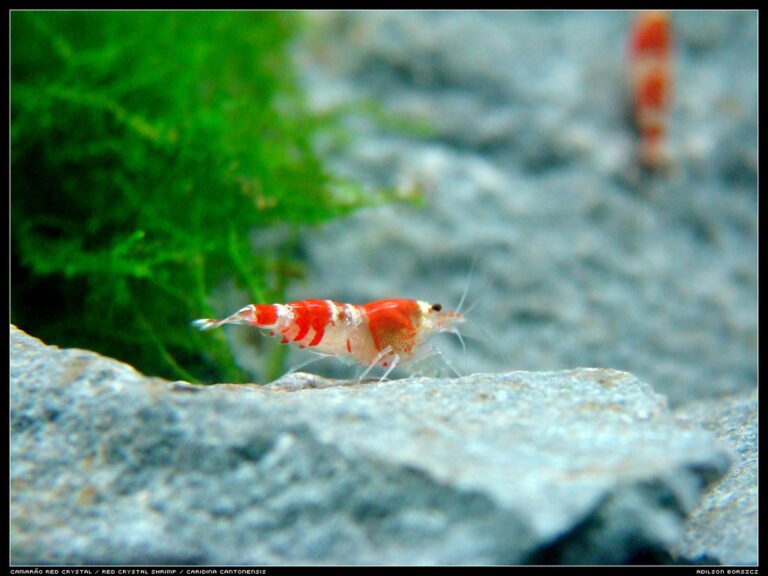 Common Mistakes with Caridina Shrimp