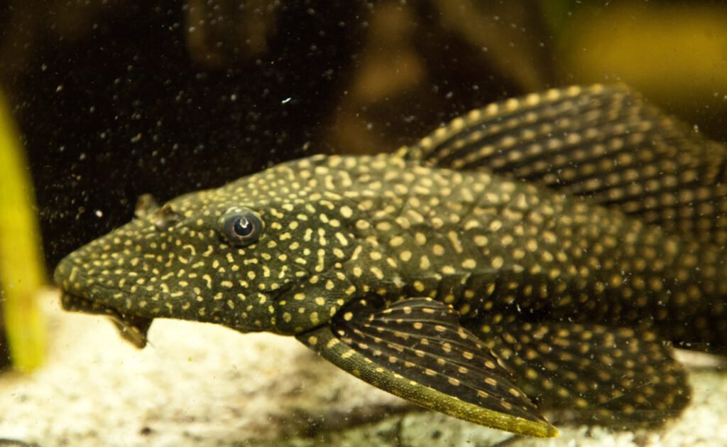Factors Affecting Pleco Growth