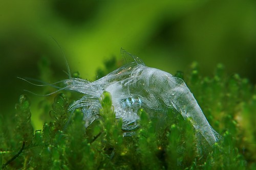 shrimp disease prevention