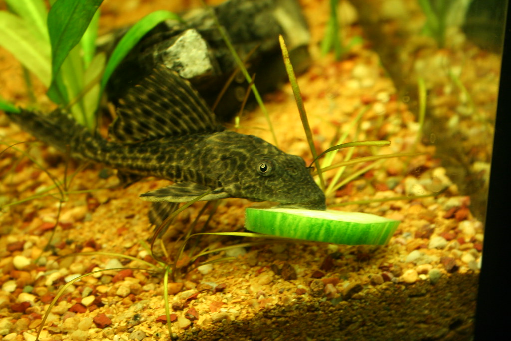 common pleco growth rate