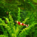 Advanced Caridina Shrimp Care