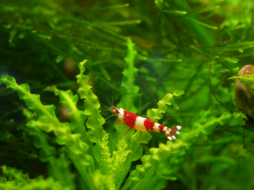 Advanced Caridina Shrimp Care