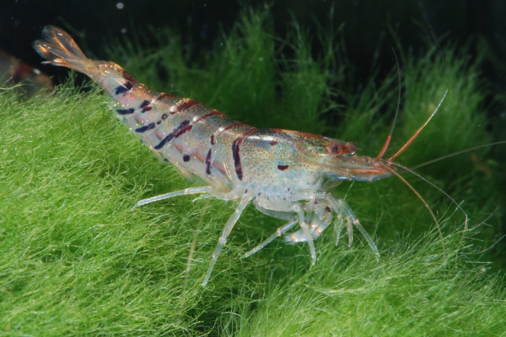 shrimp diet and nutrition