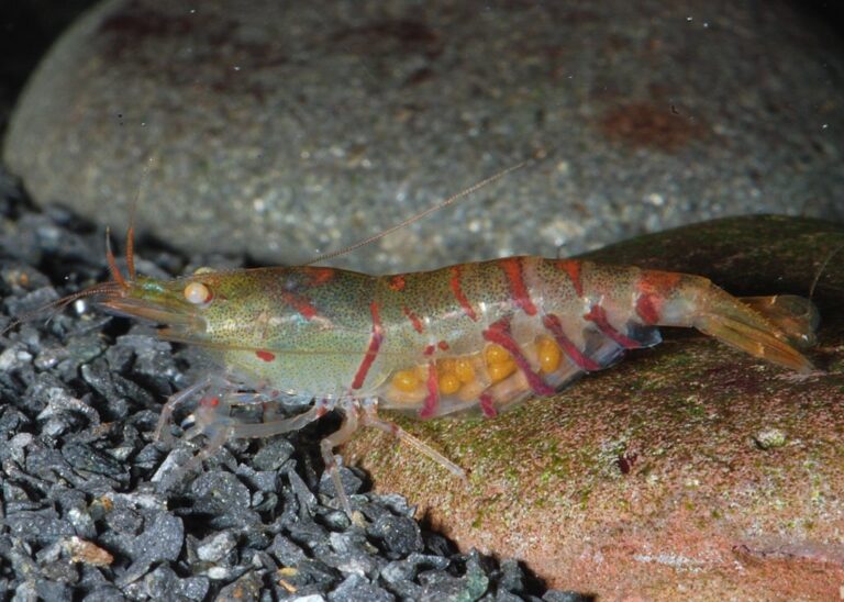 Breeding Caridina Shrimp