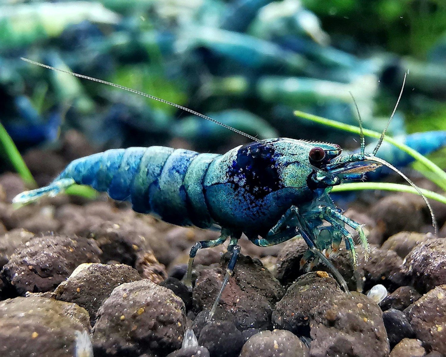 Hard vs Soft Water for Caridina Shrimp