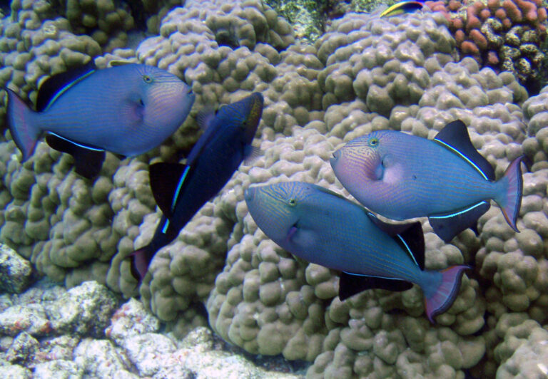 Niger Triggerfish