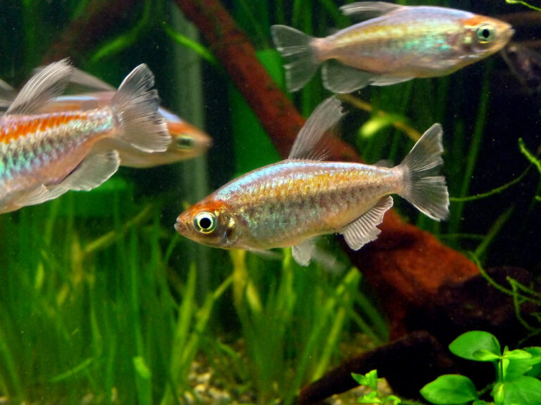 congo tetra breeding