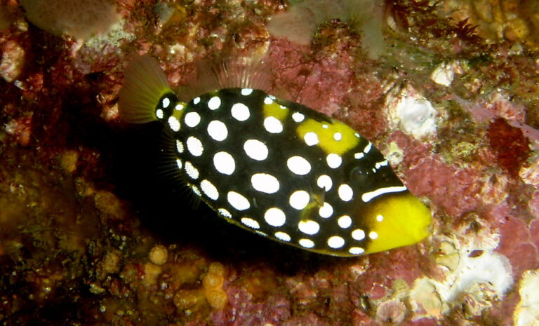 Clown Triggerfish