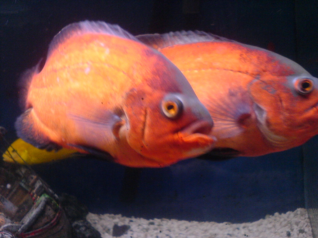 oscar fish breeding