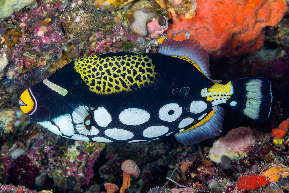 Clown triggerfish reproduction