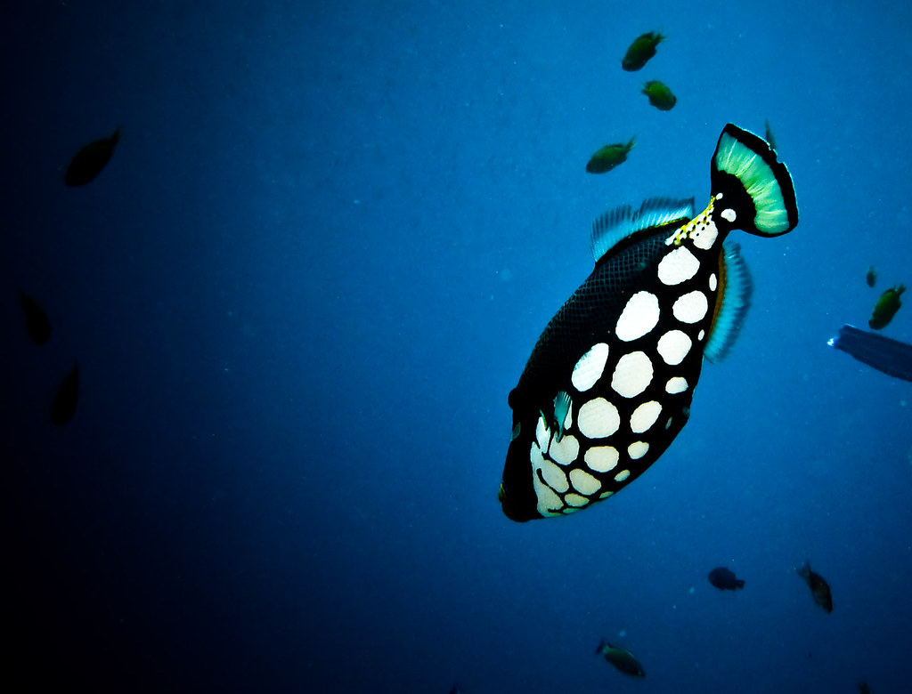 Clown triggerfish swimming