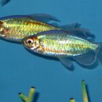 Congo Tetra